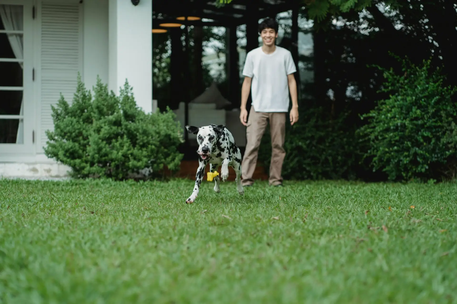 A Dalmatian dog joyfully runs on the grass towards a smiling young man outdoors.
